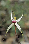 Caladenia valida