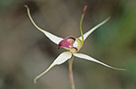 Caladenia valida