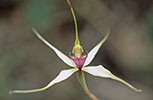 Caladenia valida
