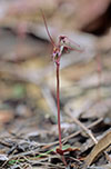 Aciantus caudatus