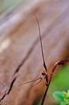 Aciantus caudatus