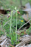 Calochilus robertsonii