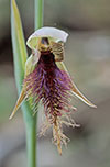 Calochilus robertsonii