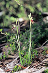 Calochilus robertsonii