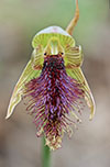 Calochilus robertsonii