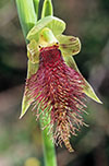 Calochilus robertsonii