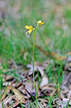 Diuris behrii