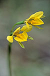 Diuris behrii