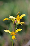 Diuris behrii