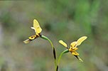 Diuris behrii x pardina