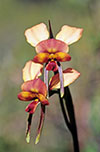 Diuris orientis