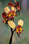 Diuris orientis