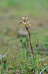 Diuris pardina x palustris
