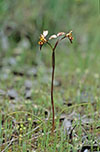 Diuris pardina x palustris