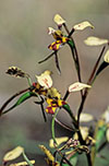 Diuris pardina
