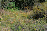 Diuris orientis