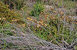 Diuris orientis