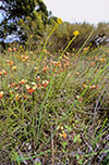 Diuris orientis