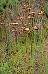 Diuris orientis