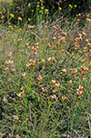 Diuris orientis