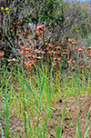 Diuris orientis