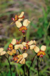 Diuris orientis