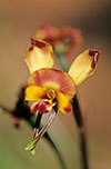 Diuris orientis