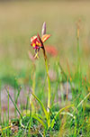 Diuris orientis