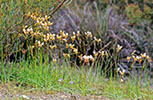 Diuris orientis