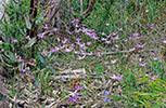 Glossodia major