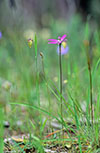 Glossodia major