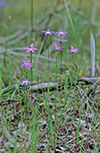 Glossodia major
