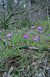 Glossodia major