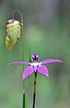 Glossodia major