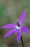 Glossodia major