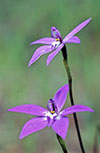 Glossodia major