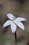 Glossodia major