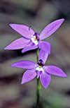 Glossodia major
