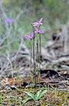 Glossodia major