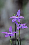 Glossodia major