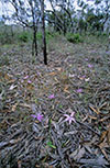 Glossodia major