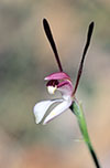 Leptoceras menziesii
