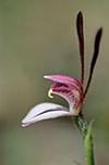 Leptoceras menziesii