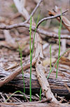 Microtis arenaria