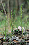 Microtis arenaria