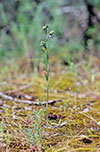 Pterostylis Halbury