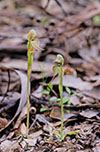 Pterostylis Halbury