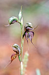 Pterostylis Halbury