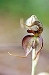Pterostylis Halbury