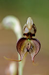 Pterostylis Halbury